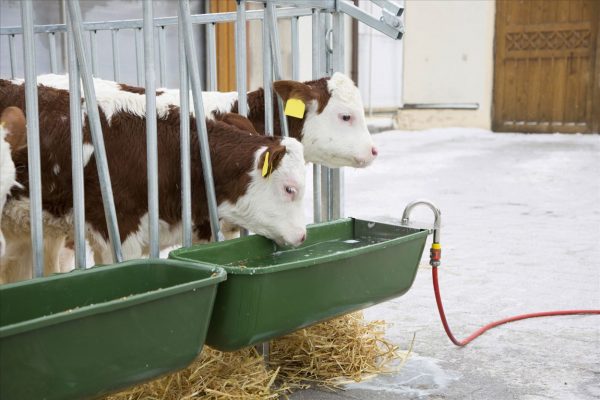 Mangiatoia lunga con valvola a galleggiante - immagine 7