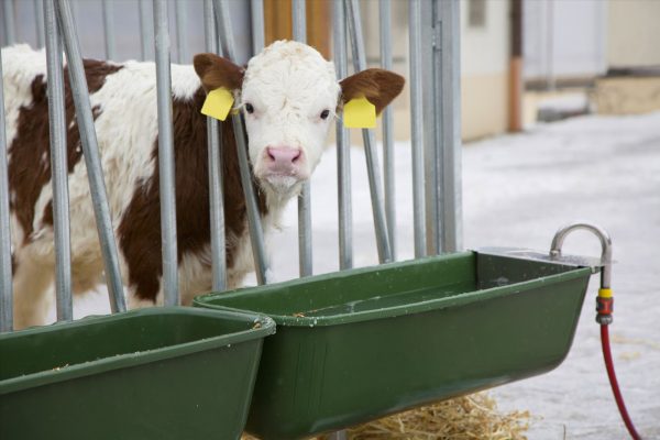 Mangiatoia lunga con valvola a galleggiante - immagine 8