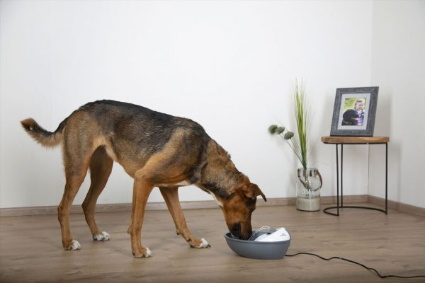 Fontanella Classic Pet Fountain per cani e gatti di piccola taglia - immagine 5