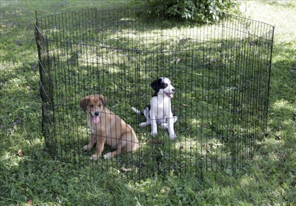 Recinto per cuccioli e piccoli animali - immagine 15