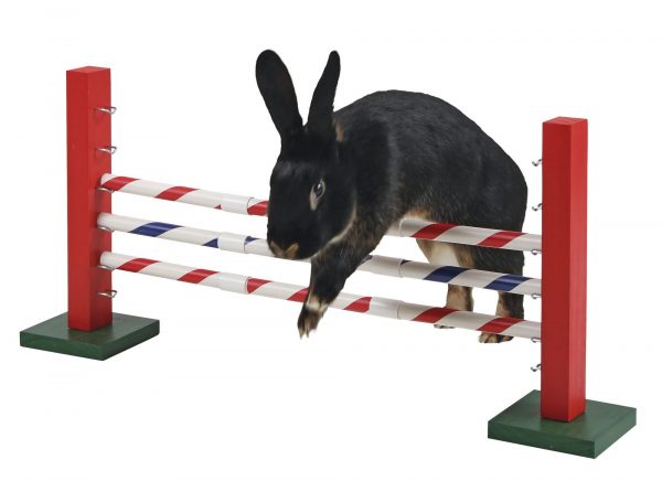 Salto verticale Agility