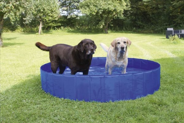 Piscina per cani