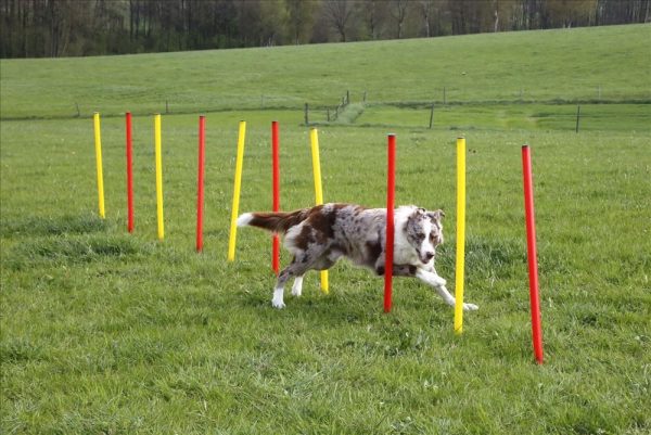 Set completo Agility - immagine 7