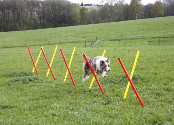 Set completo Agility - immagine 8