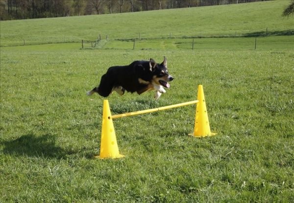 Set di pali/ostacoli Agility - immagine 3