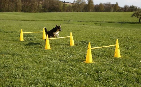 Set di pali/ostacoli Agility - immagine 4