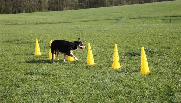 Set di pali/ostacoli Agility - immagine 5