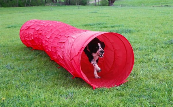 Tunnel per cani Agility - immagine 4