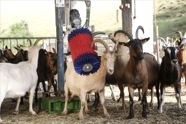 Spazzola HAPPYCOW MiniSwing - immagine 3
