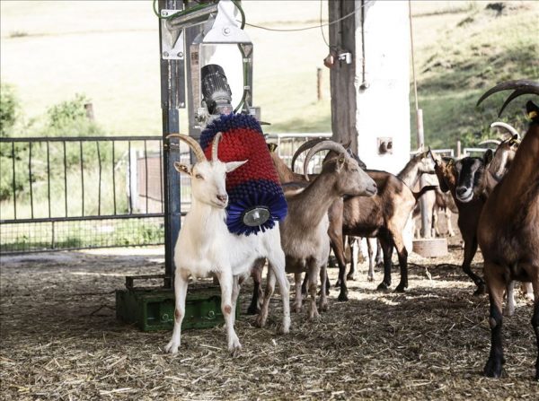 Spazzola HAPPYCOW MiniSwing - immagine 5