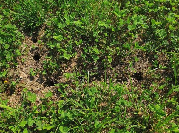 Trappola per arvicole VoleStop - immagine 6