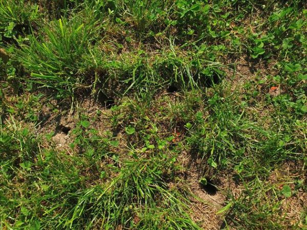 Trappola per arvicole VoleStop - immagine 7