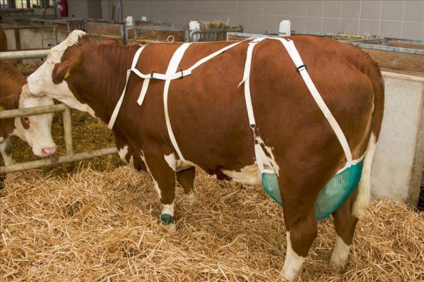 Protezione dei capezzoli rete verde con cinghia