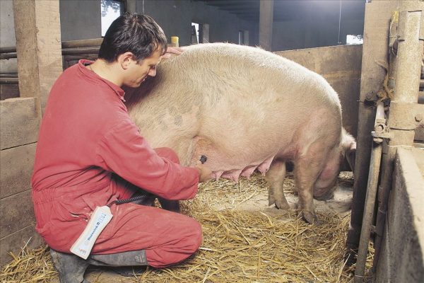 HK diagnosticatore di gravidanza per suini - immagine 2