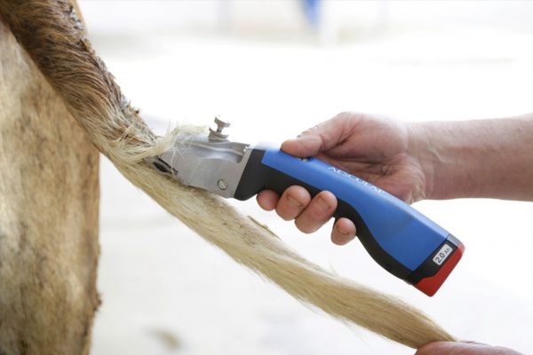 Aesculap Tosatrice a batteria Bonum per bovini - immagine 4