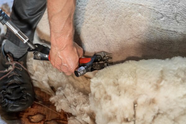 Tosatrice fissa a sospensione per ovini Worm-Drive Wellington - immagine 9