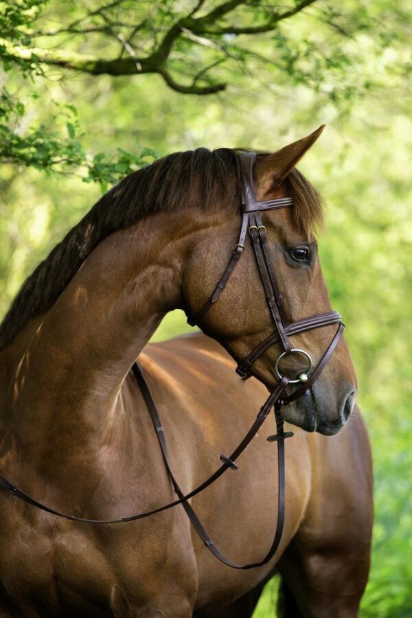 Briglie Classic - immagine 10