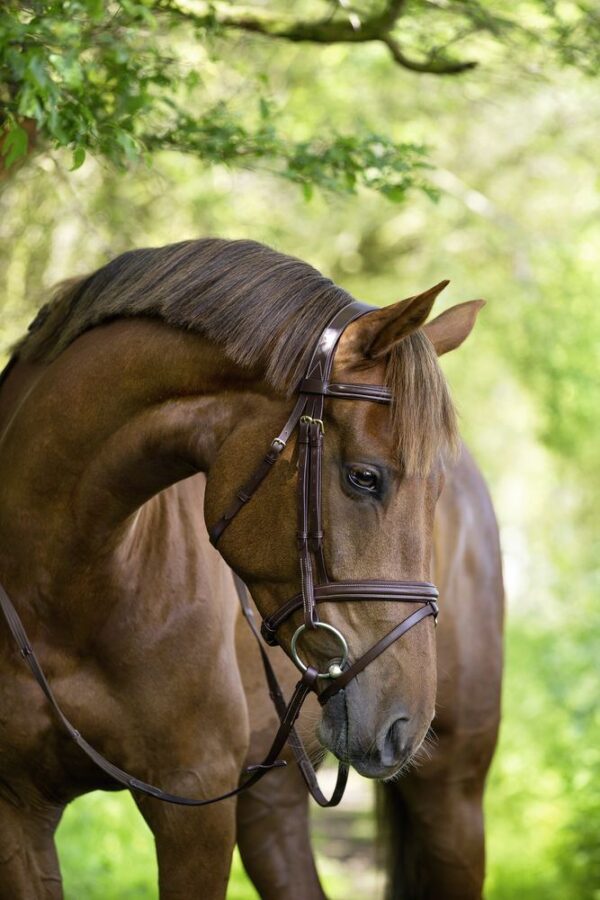 Briglie Classic - immagine 13