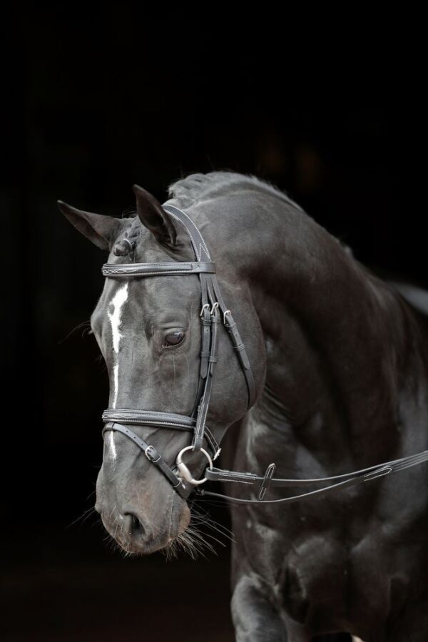 Briglie Classic - immagine 5