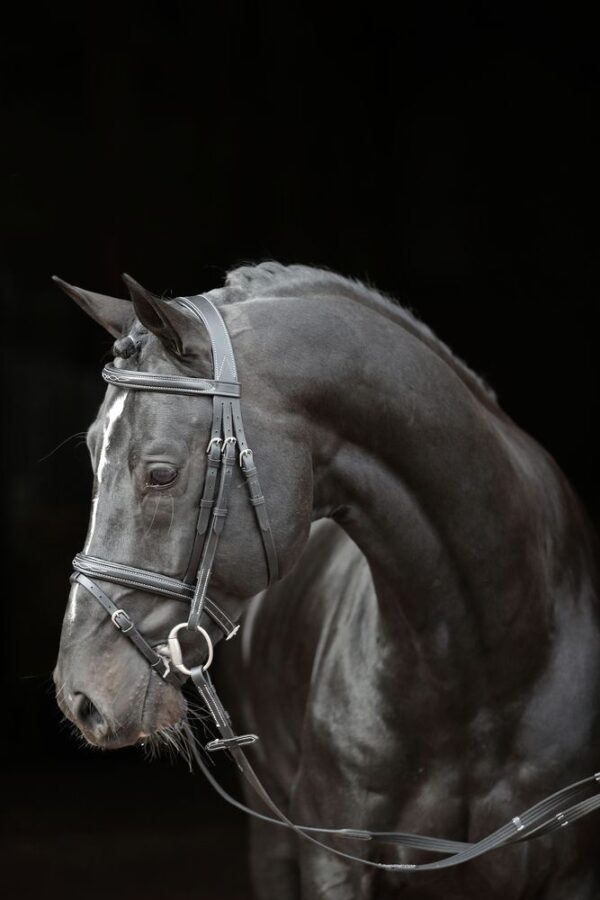 Briglie Classic - immagine 6