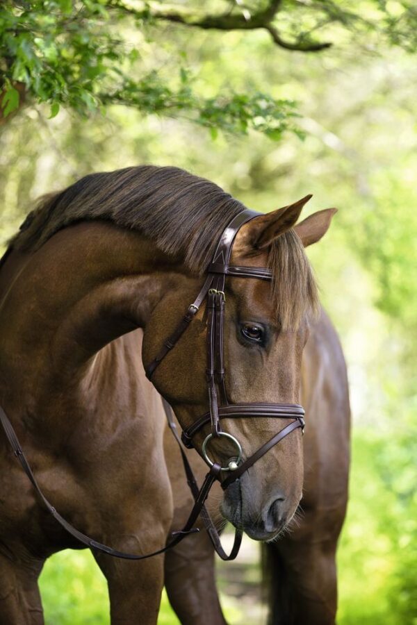 Briglie Classic - immagine 8
