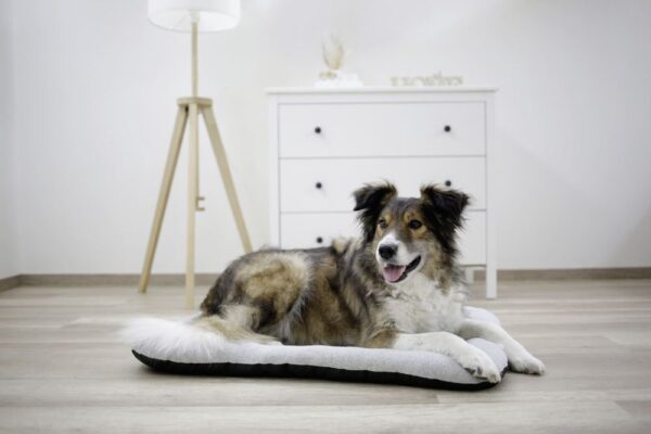 Cuscino da pavimento per cani antibatterico Graphene - immagine 3