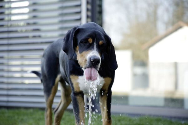 Fontanella per l' acqua Bubble - immagine 5