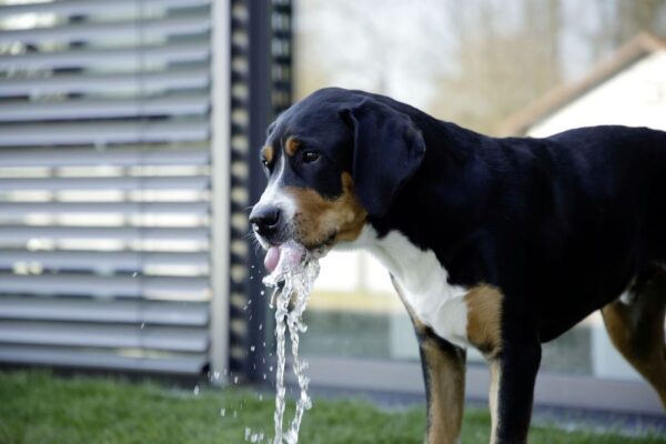 Fontanella per l' acqua Bubble - immagine 7