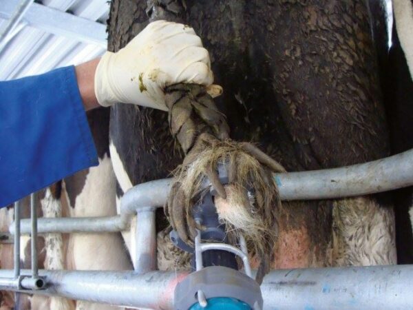 Tosacoda TailWell® Trimmer per bovini - immagine 12