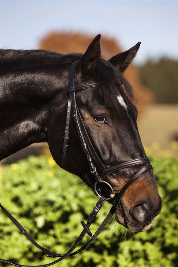 BRIGLIA STANDARD PONY NERO