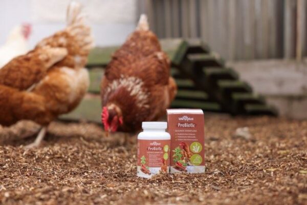 Integratore ProBiotic per la flora intestinale dei volatili - immagine 3