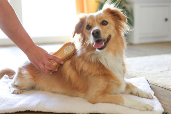 Spazzola per cani MagicBrush Dog Soft - immagine 4